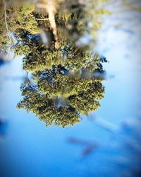 Close-up of jellyfish in water