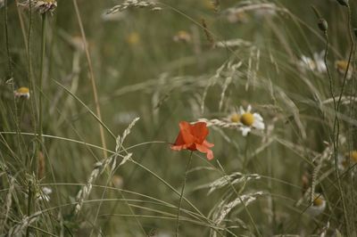 Close-up of red flowering plant on field