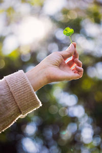 Cropped hand of woman holding plant