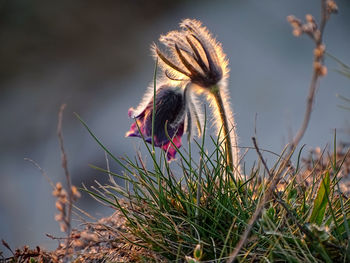 Close-up of a bird