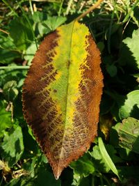 Close-up of autumn leaf