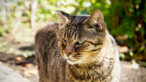 Close-up of a cat