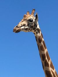 Low angle view of giraffe against clear blue sky