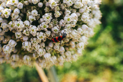 Close-up of ladybug on flower