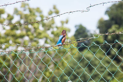 Kingfisher perching on chainlink fence against sky