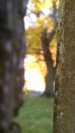 Close-up of tree trunk