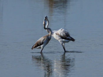 Birds in a lake