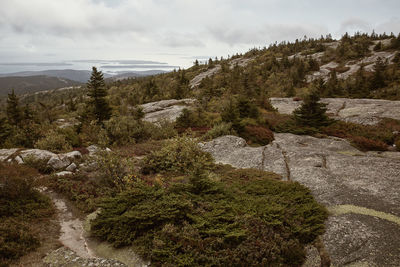 High angle view of trees on landscape against sky