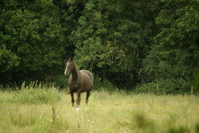 Horse standing in a field