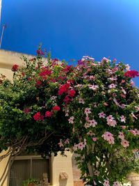 Low angle view of flowering plants by building against sky