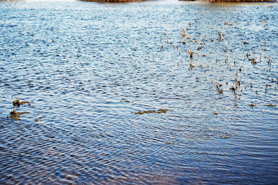 Ducks swimming in lake