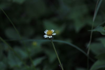 Close-up of white flowering plant