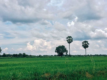 Scenic view of field against sky