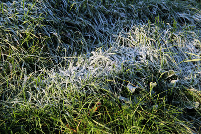 Full frame shot of grass on field