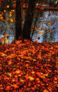 Trees in forest during autumn