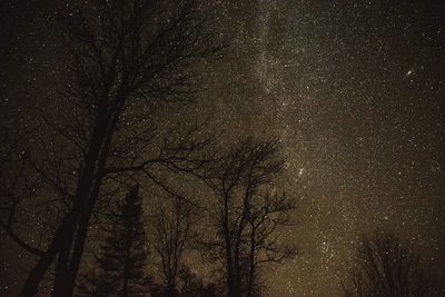 Low angle view of trees in forest at night
