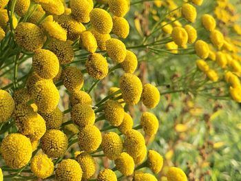 Close-up of yellow flowering plants