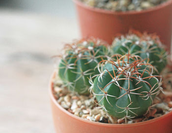 Close-up of succulent plant in pot