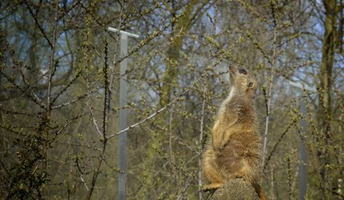 Squirrel on tree