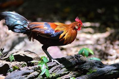 Close-up of rooster