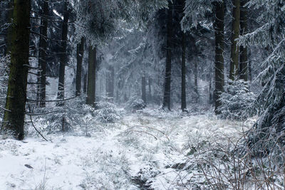 Trees in forest during winter