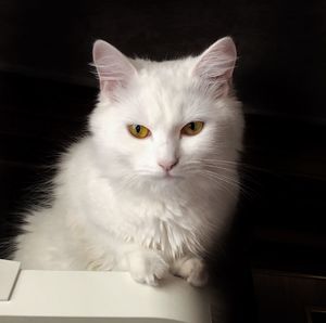 Close-up portrait of white cat