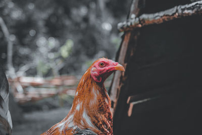 Close-up of rooster