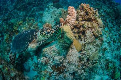 Turtle eating coral