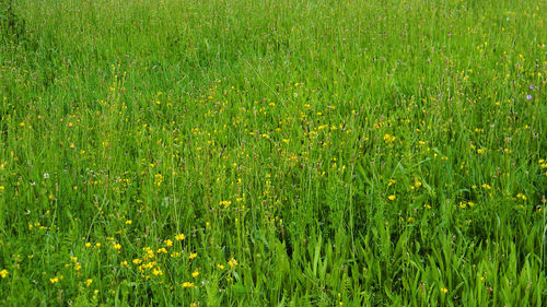 Full frame of yellow flowers on field
