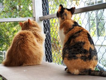 Cat sitting in a fence