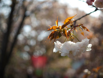 Close-up of cherry blossom