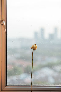 Close-up of raindrops on glass window