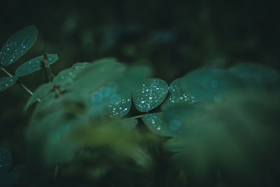 Close-up of water drops on leaves