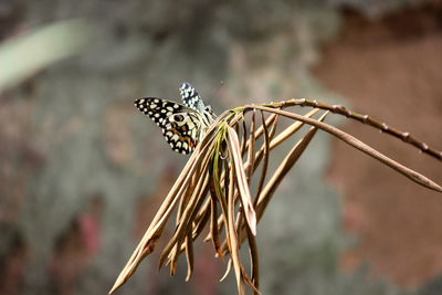 Close-up of dried plant