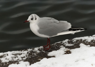 Close-up of seagull perching on water