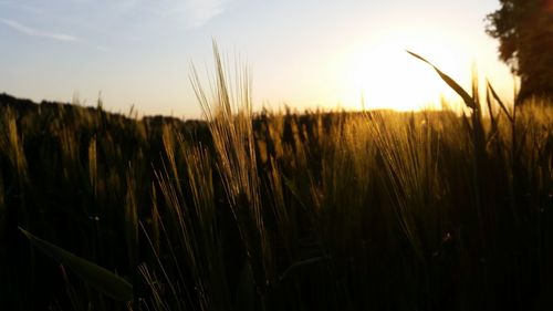 Scenic view of field against sky at sunset