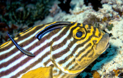 Close-up of yellow turtle swimming underwater