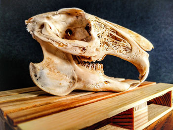 Close-up of rabbit skull on wood