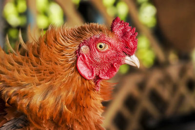 livestock