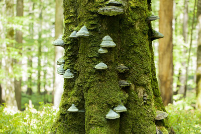 Close-up of moss growing on tree trunk in park