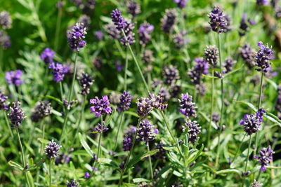 Close-up of purple lavender  flowering plants on field