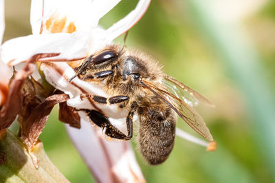 Close-up of bee pollinating flower