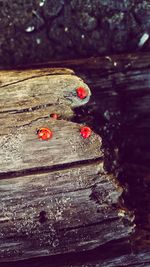 Close-up of ladybug on tree