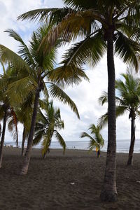 Palm trees on beach against sky