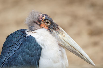 Close-up of bird