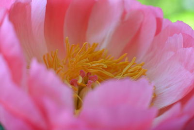 Close-up of pink flower