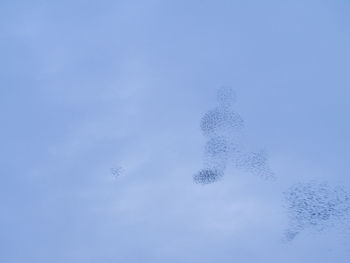 Close-up of birds against clear sky during winter