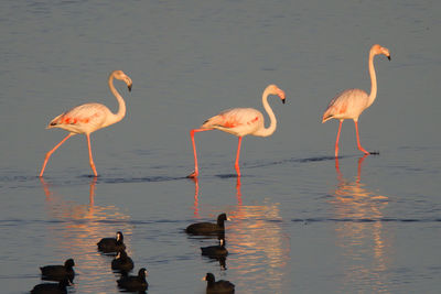 Close-up of flamingos perching on lake