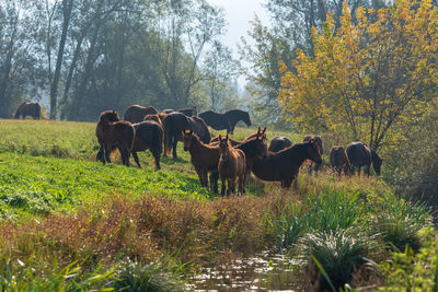 Horses in a farm