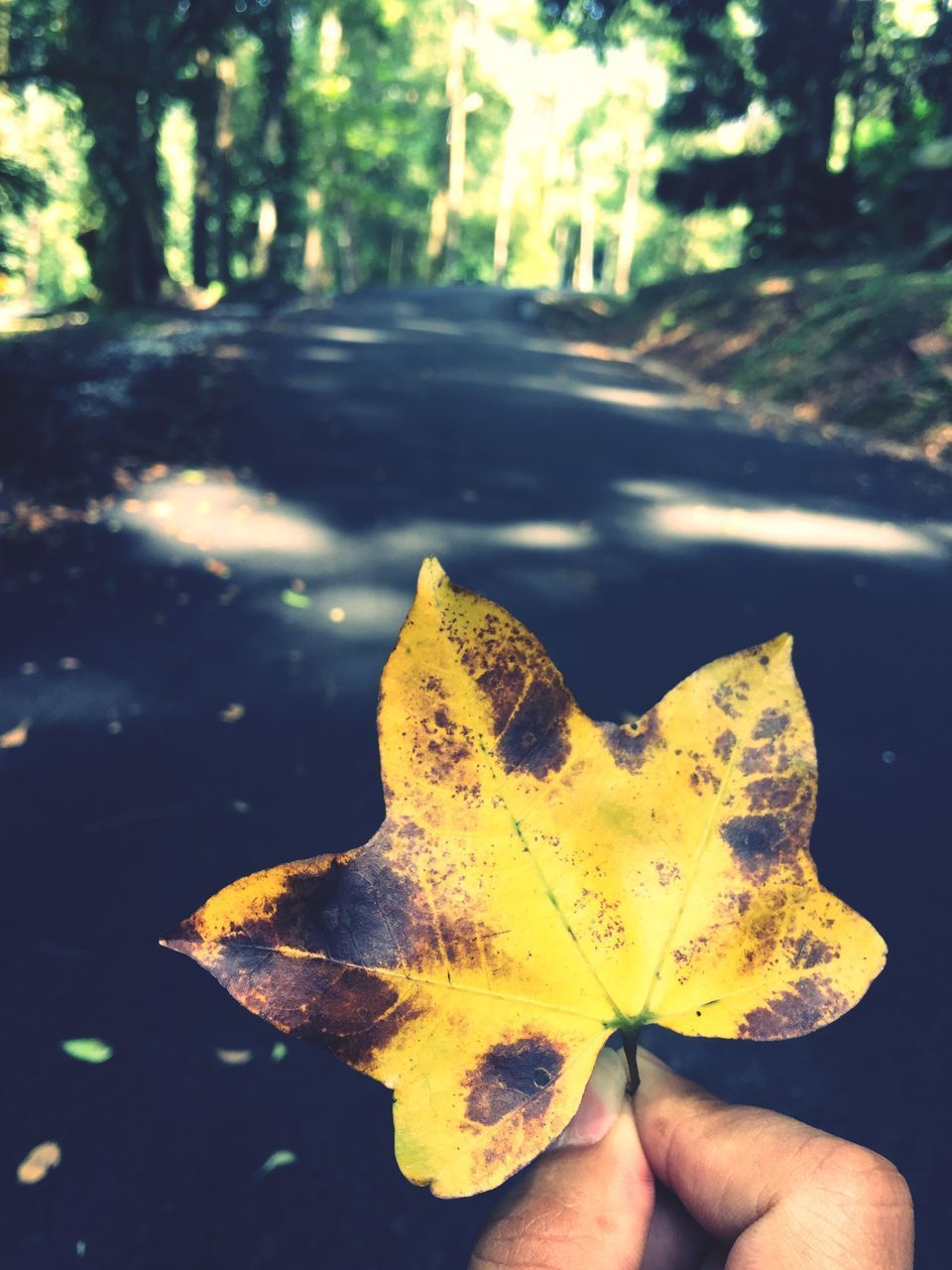 CLOSE-UP OF HAND HOLDING MAPLE LEAF ON LEAVES